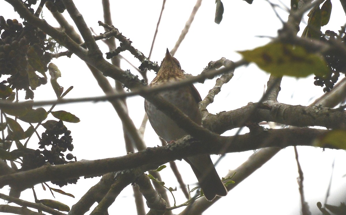 Swainson's Thrush (Russet-backed) - ML88372091