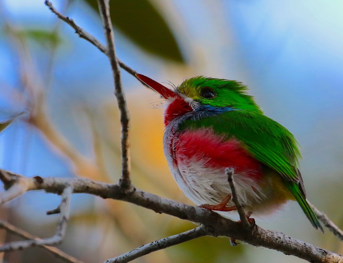 Cuban Tody - ML88372271