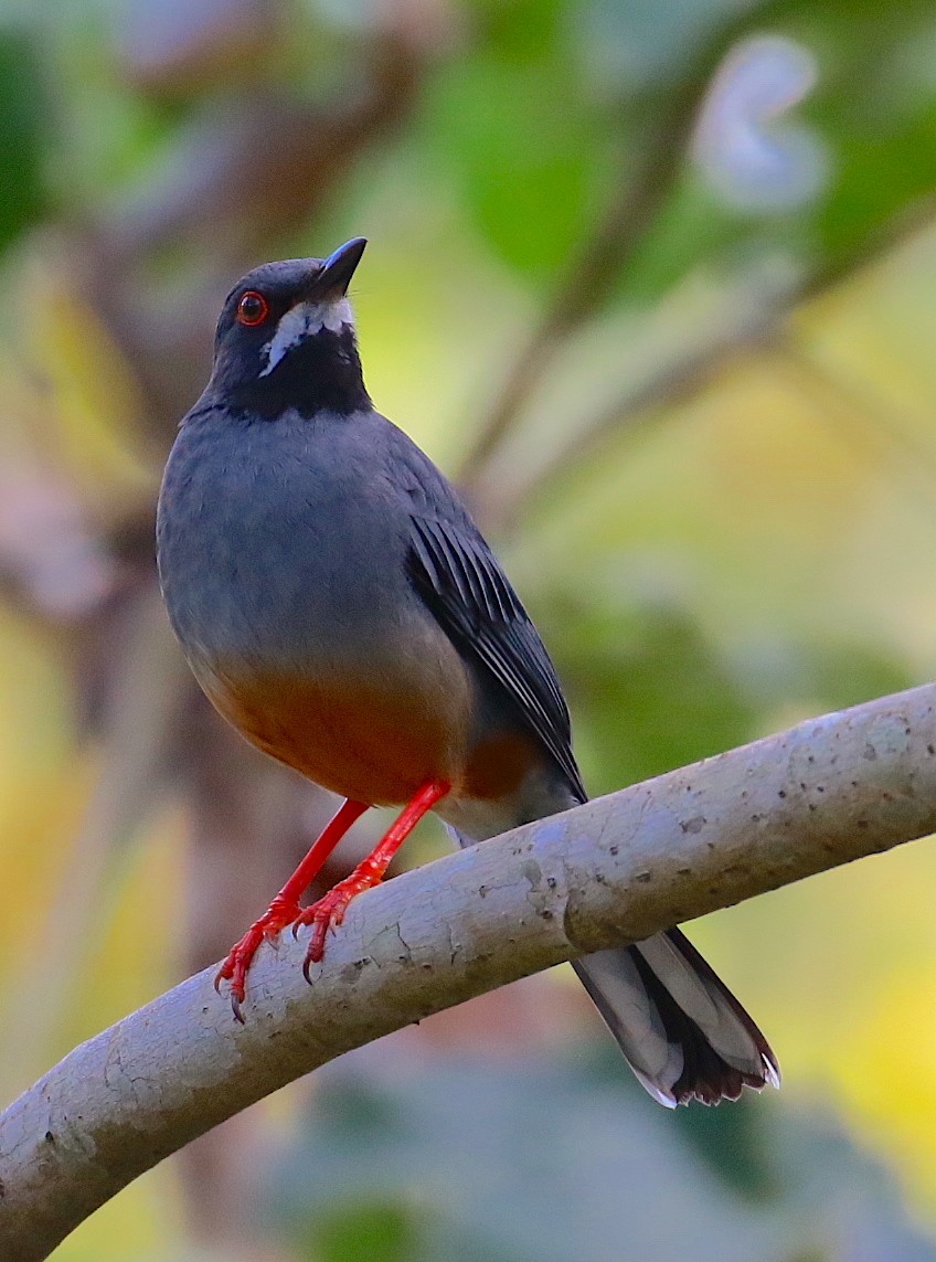 Red-legged Thrush - Anonymous