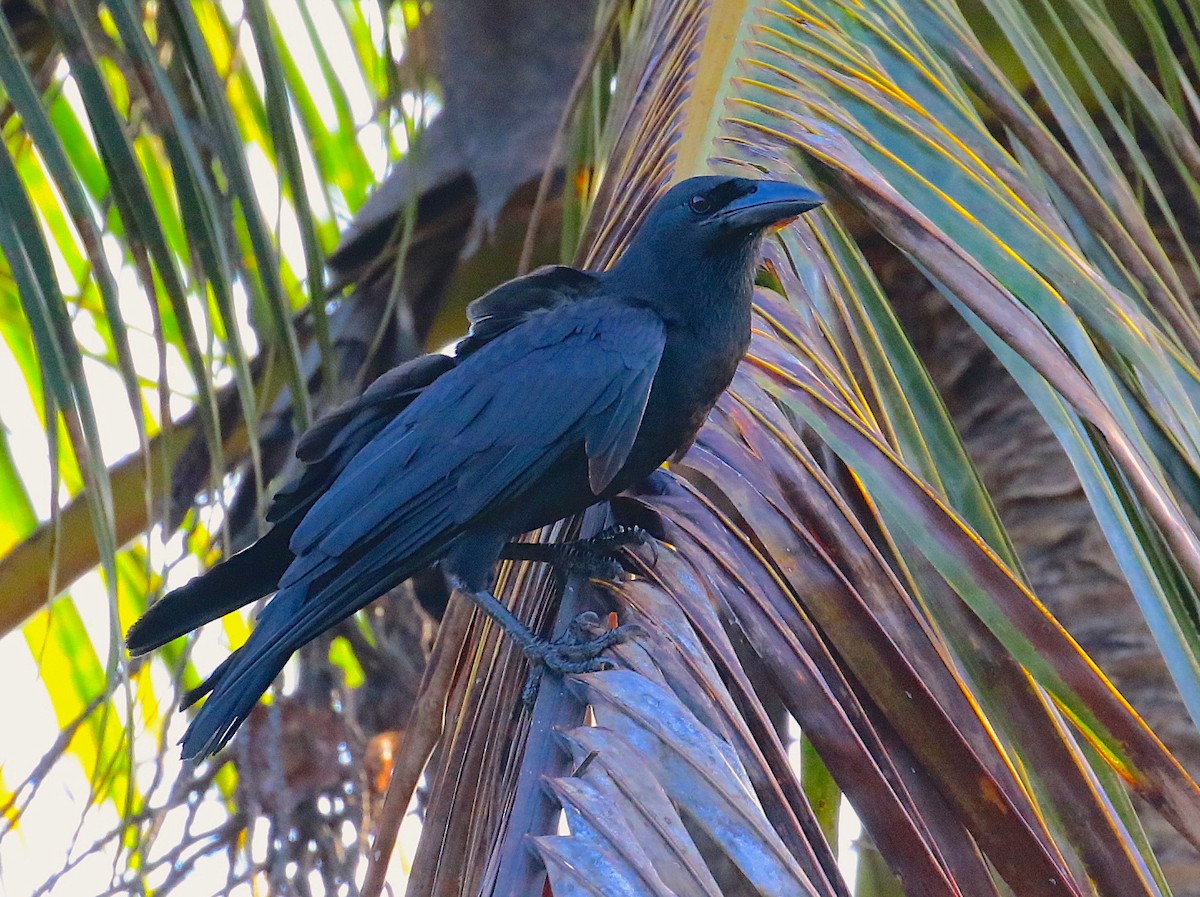 Cuban Crow - Anonymous