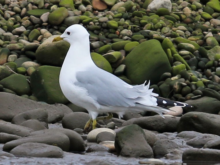 Common Gull - ML88373491