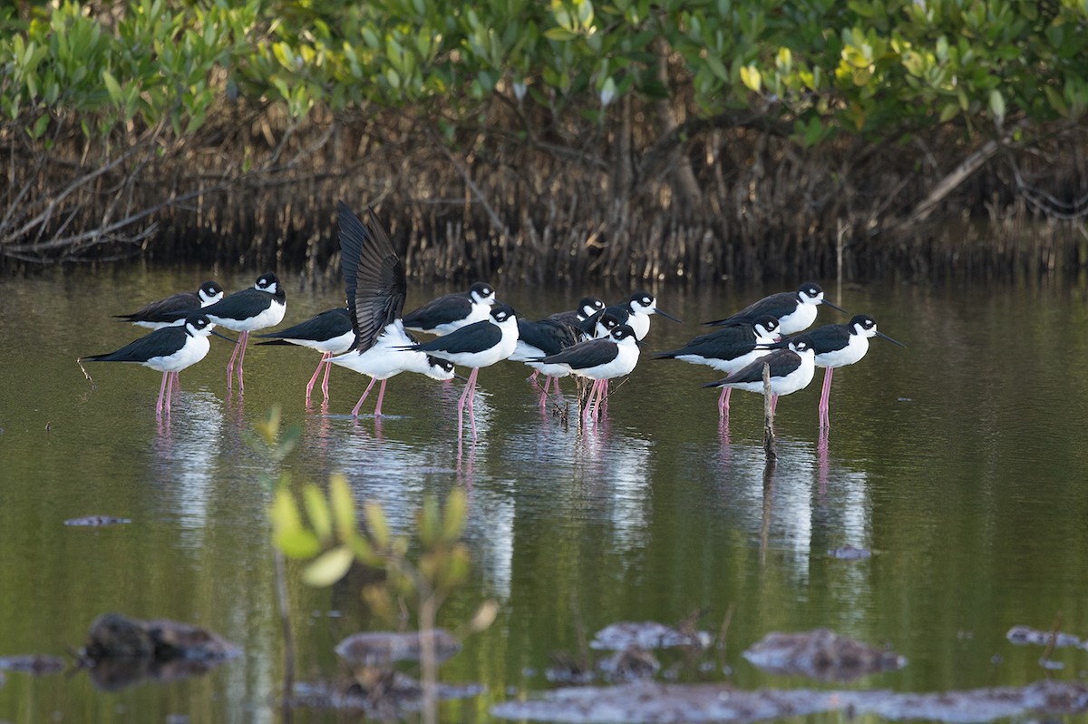 Black-necked Stilt - ML88374471