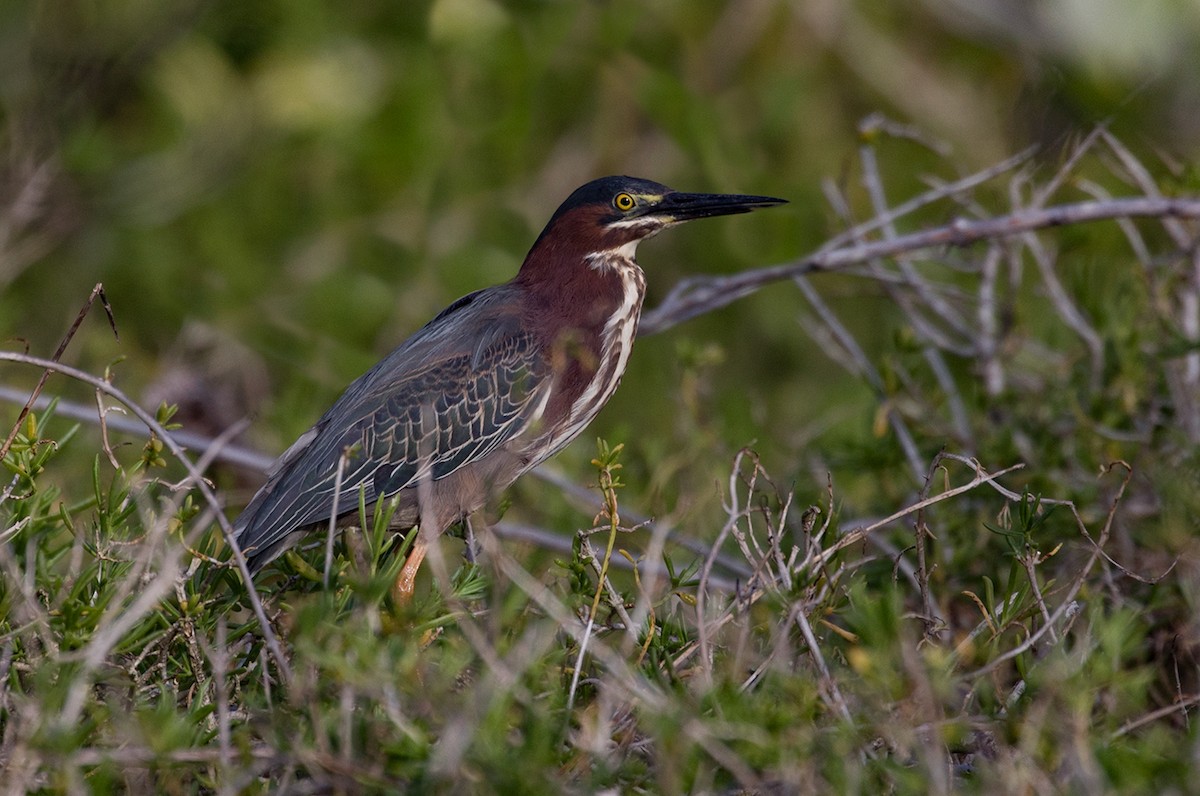 Green Heron - ML88374591