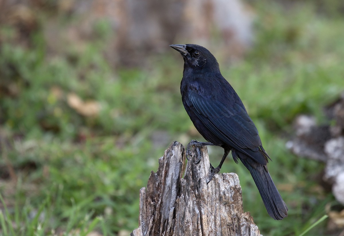 Cuban Blackbird - ML88374671