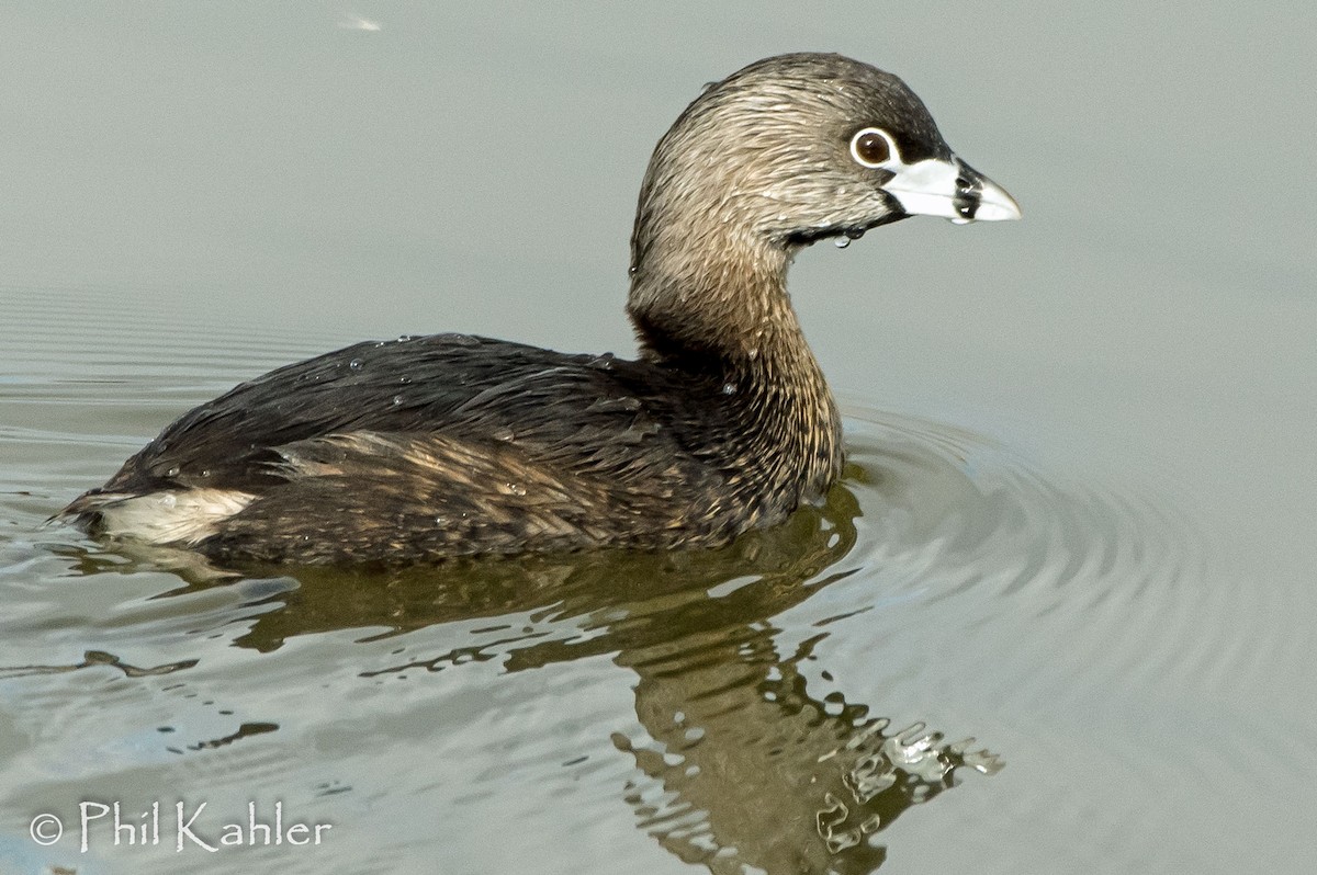 Pied-billed Grebe - Phil Kahler