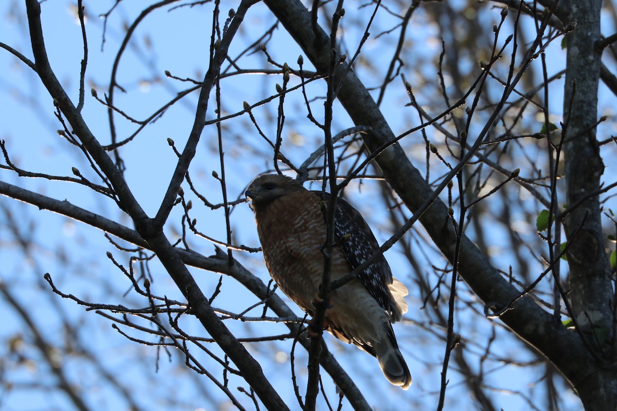 Red-shouldered Hawk - ML88375871