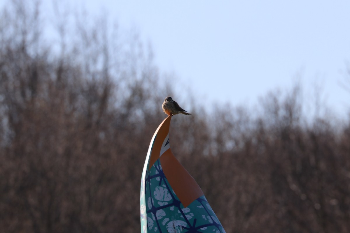 American Kestrel - ML88376101