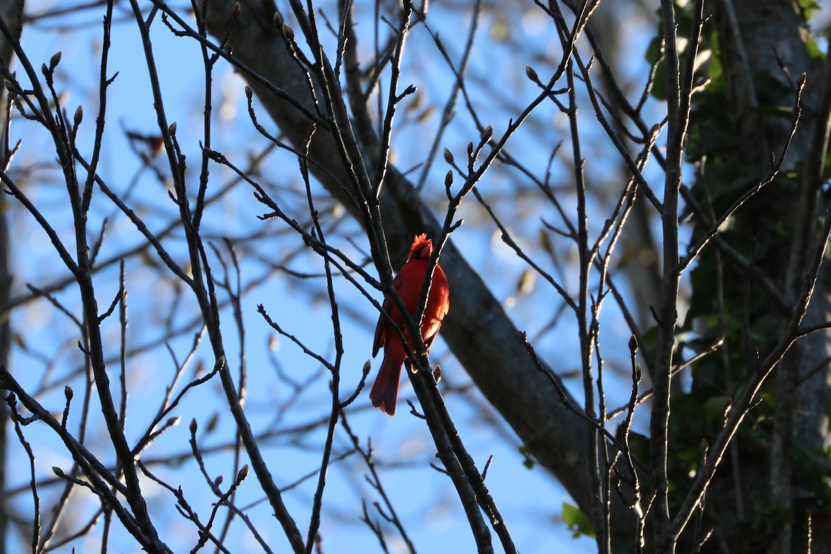Northern Cardinal - ML88376311