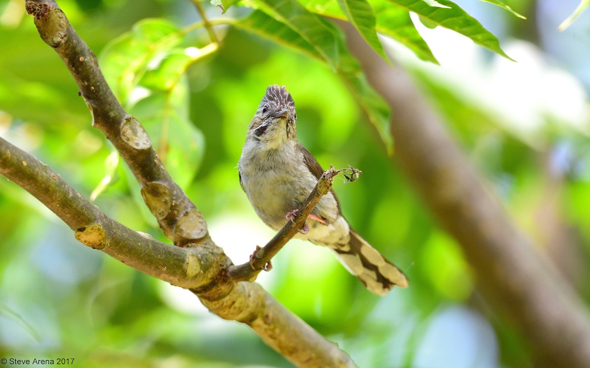 Striated Yuhina - Steve Arena