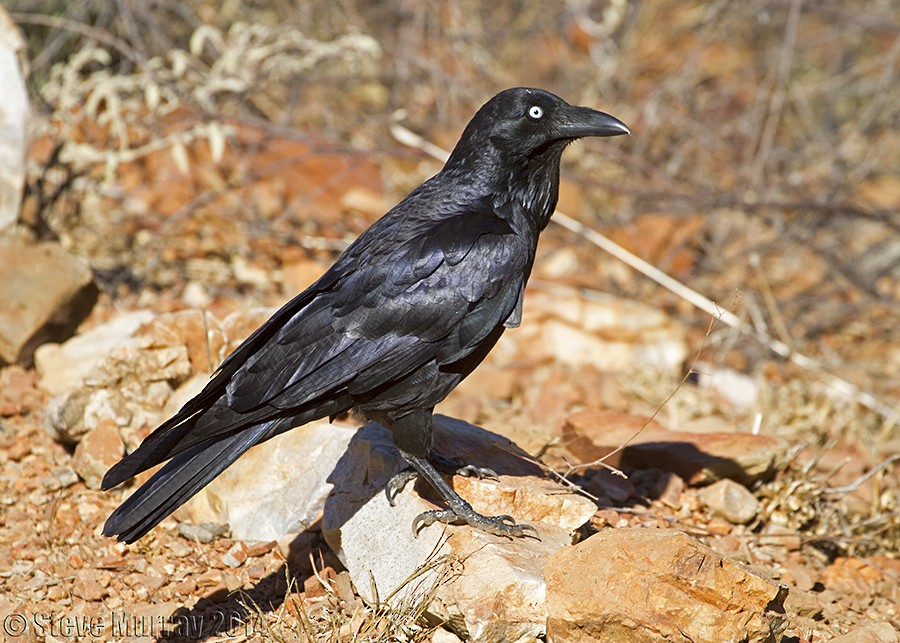 Corbeau d'Australie - ML88377231