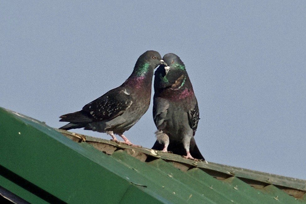 Rock Pigeon (Feral Pigeon) - Jack & Holly Bartholmai