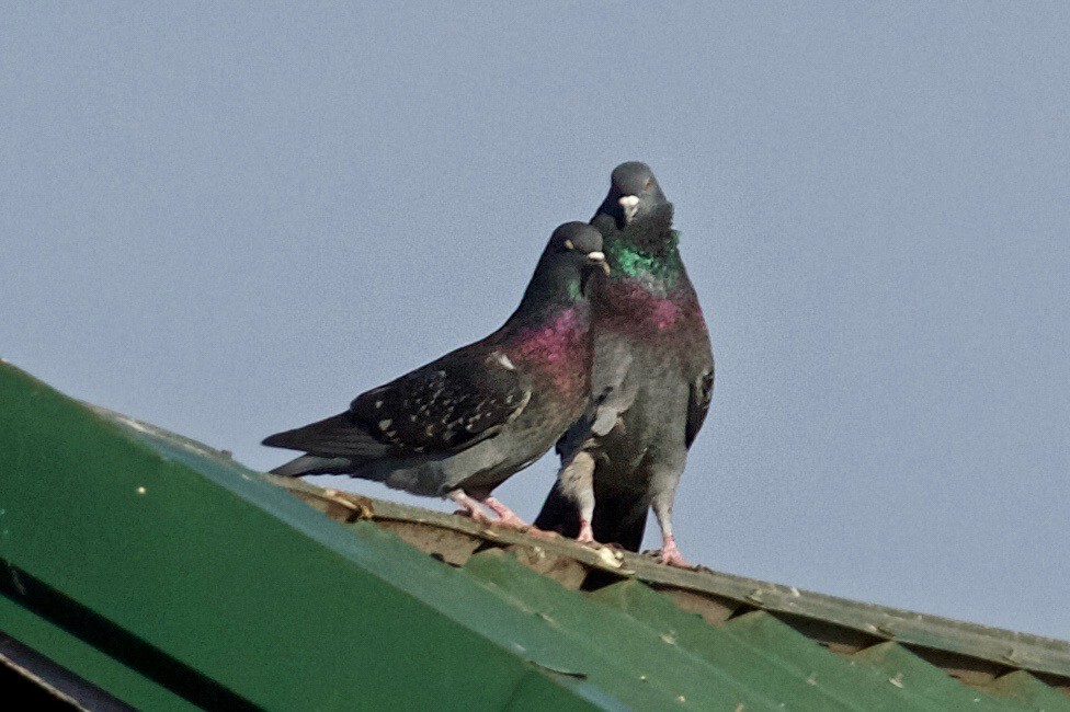 Rock Pigeon (Feral Pigeon) - ML88377451