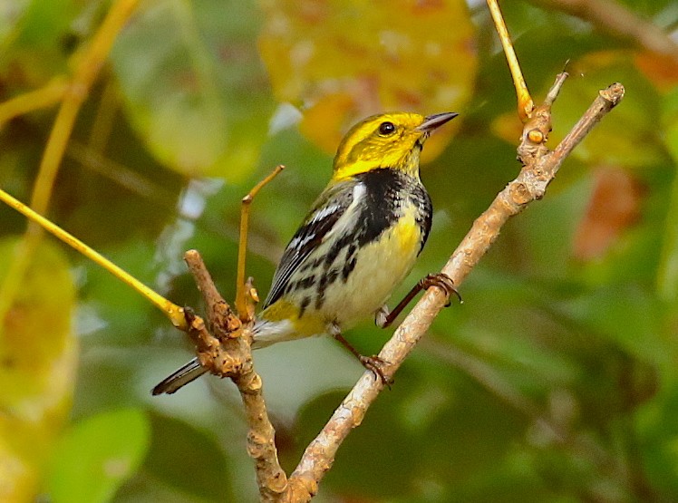 Black-throated Green Warbler - ML88378761
