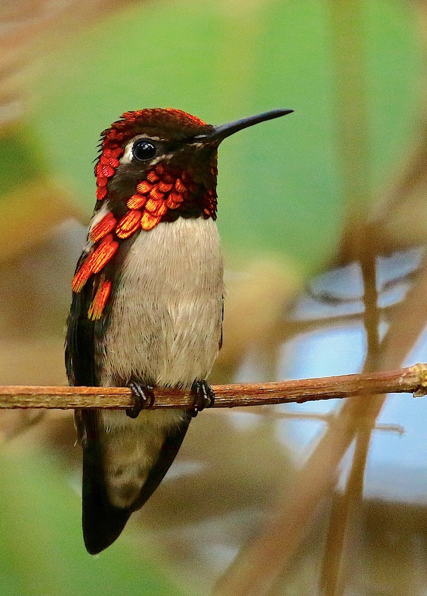 Colibrí Zunzuncito - ML88378931