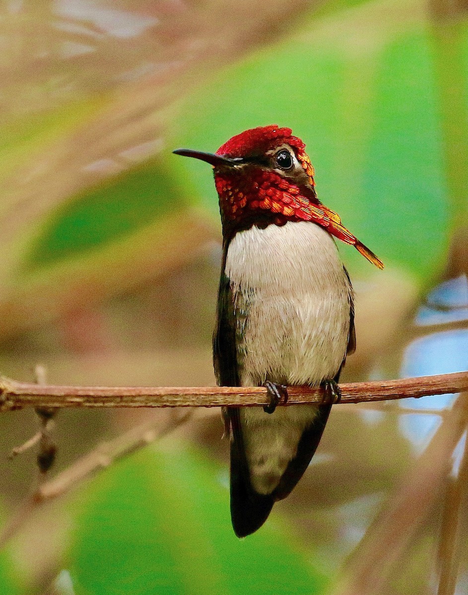 Colibrí Zunzuncito - ML88378941