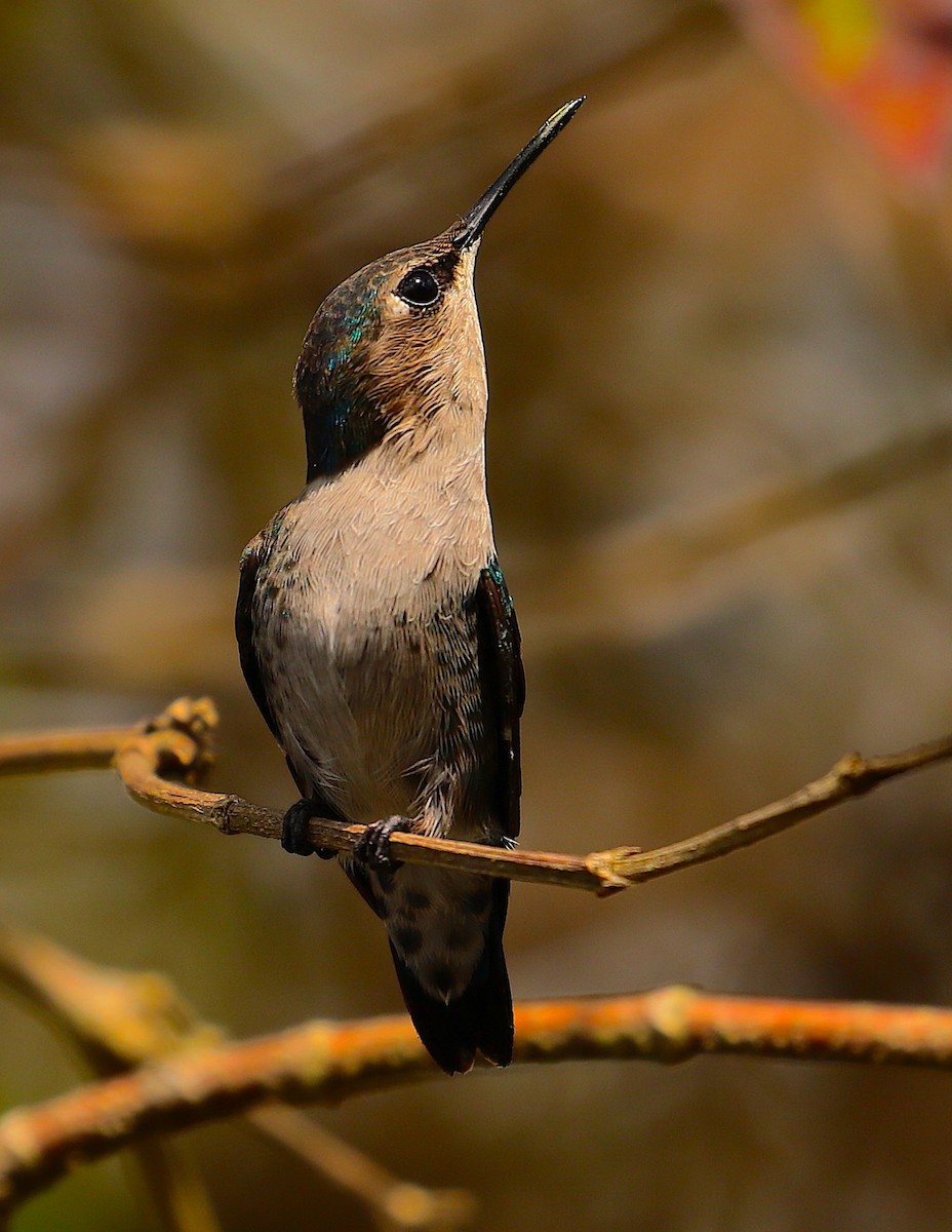 Bee Hummingbird - ML88378991