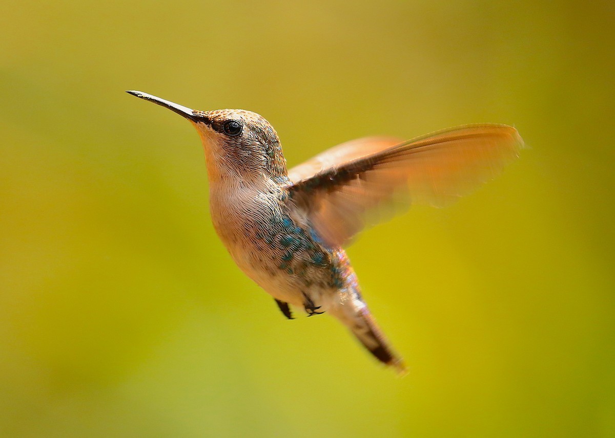 Bee Hummingbird - ML88379071