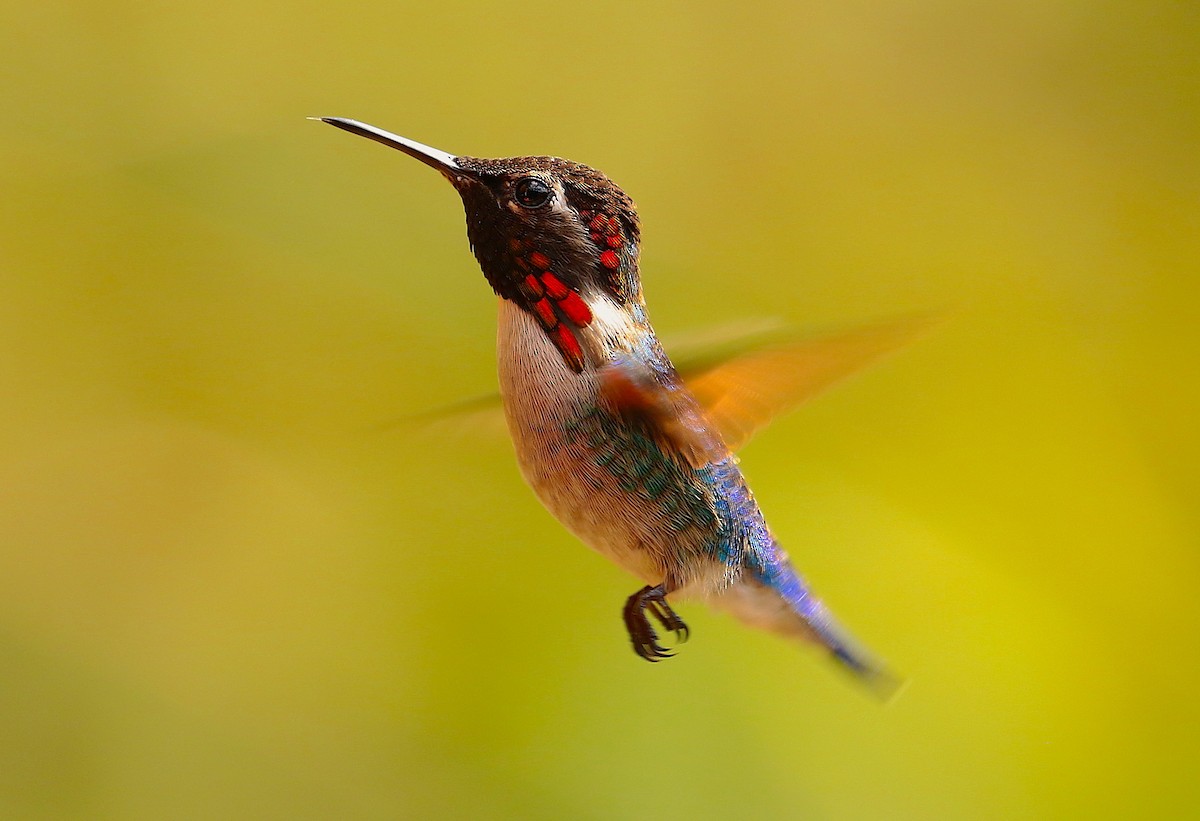 Colibrí Zunzuncito - ML88379111