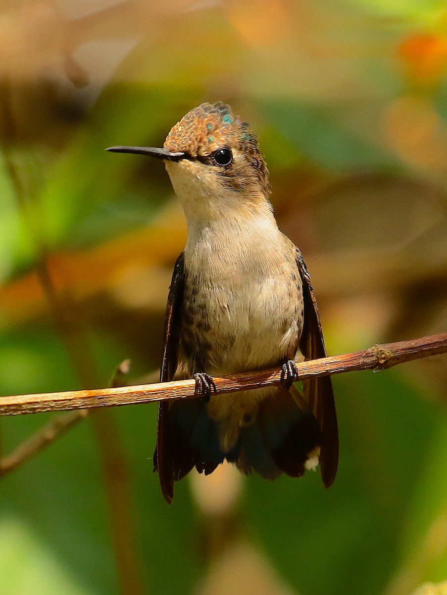 Colibri d'Elena - ML88379171