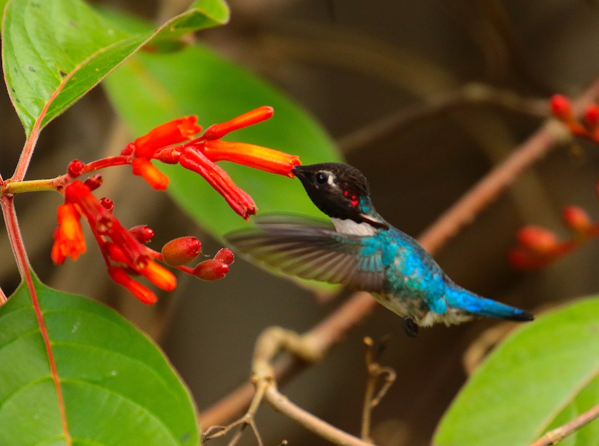 Colibrí Zunzuncito - ML88379221