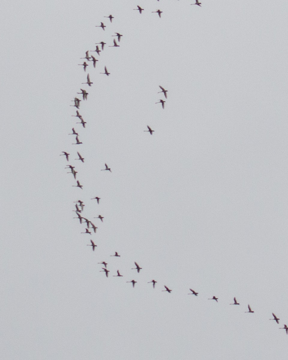 Tundra Swan - ML88379331