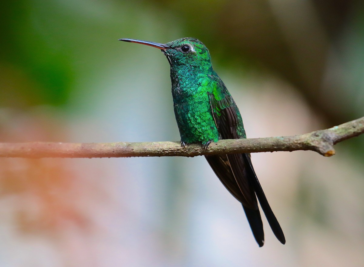 Cuban Emerald - Anonymous
