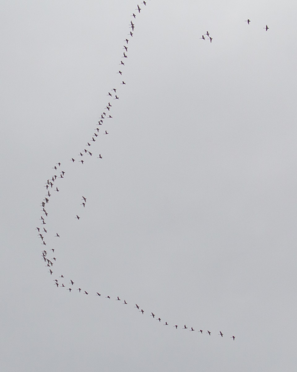 Tundra Swan - ML88379471