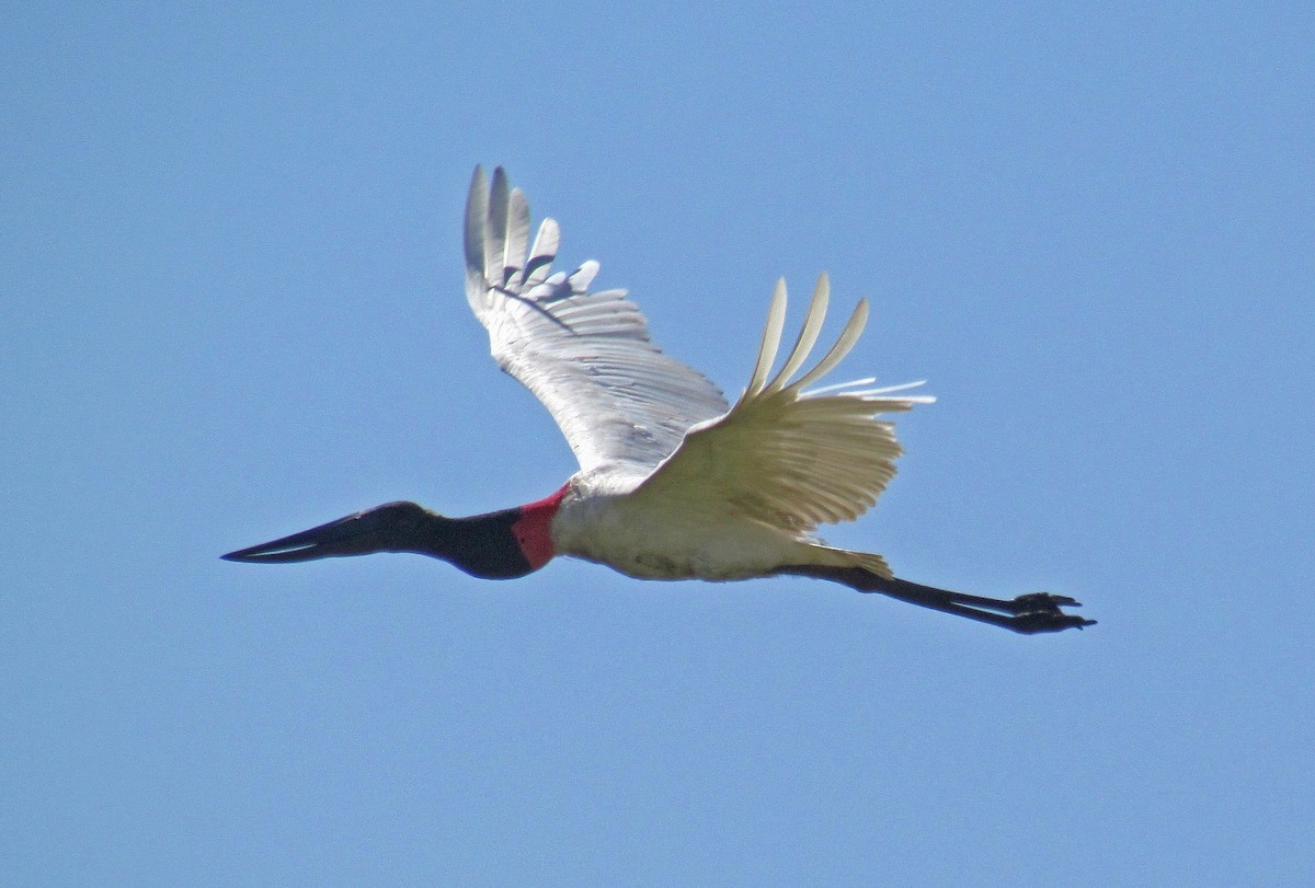 Jabiru d'Amérique - ML88379511