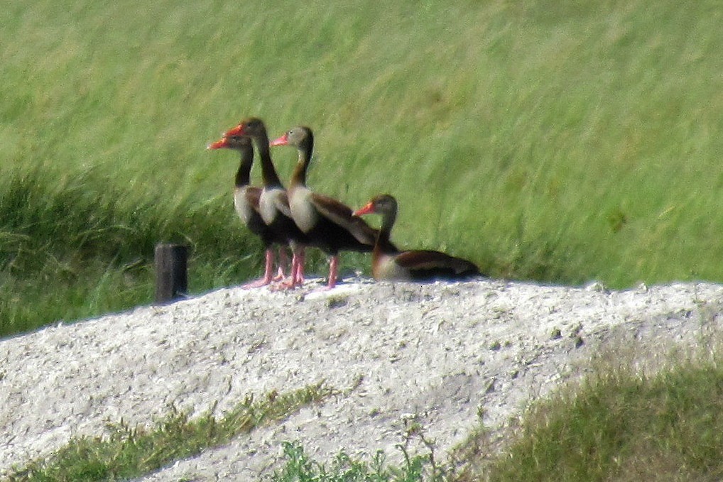 Black-bellied Whistling-Duck - Hugo Hulsberg