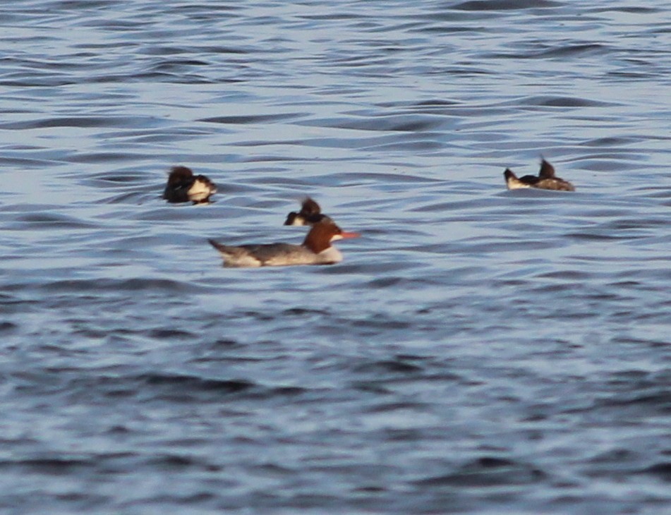 Common Merganser - Gary Leavens