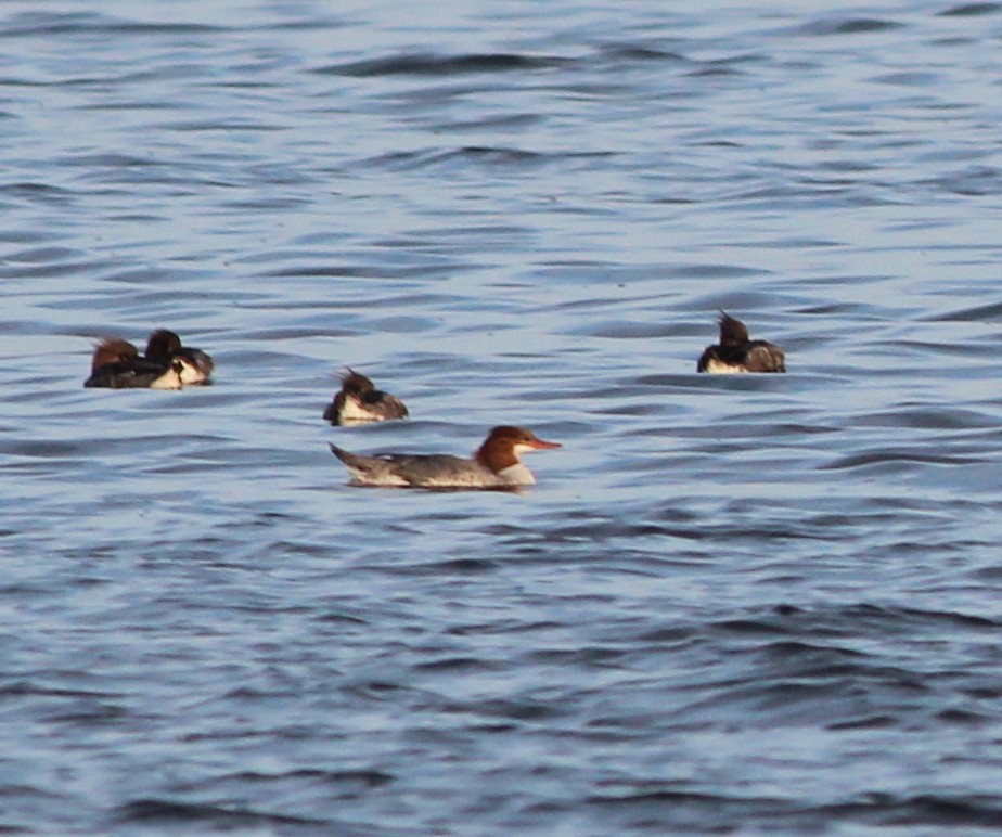 Common Merganser - ML88381341