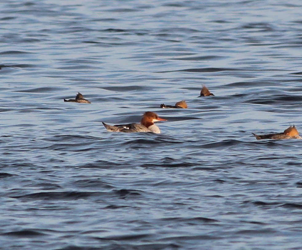 Common Merganser - ML88381811