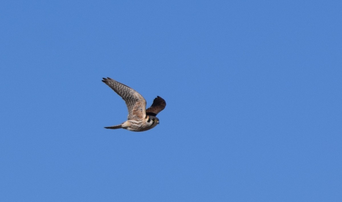 American Kestrel - Scott Johnson