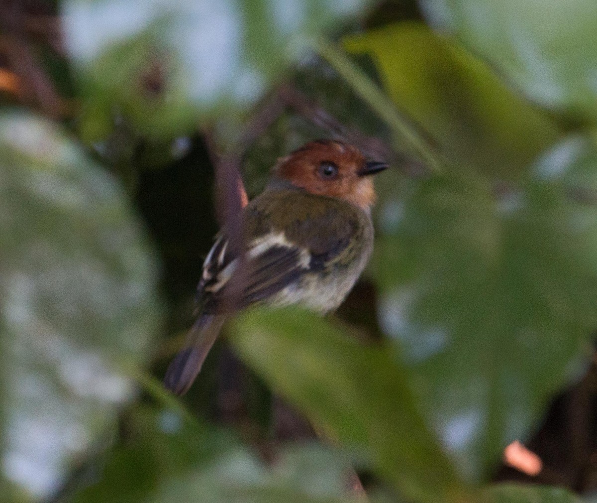 Black-chested Tyrant - ML88382761