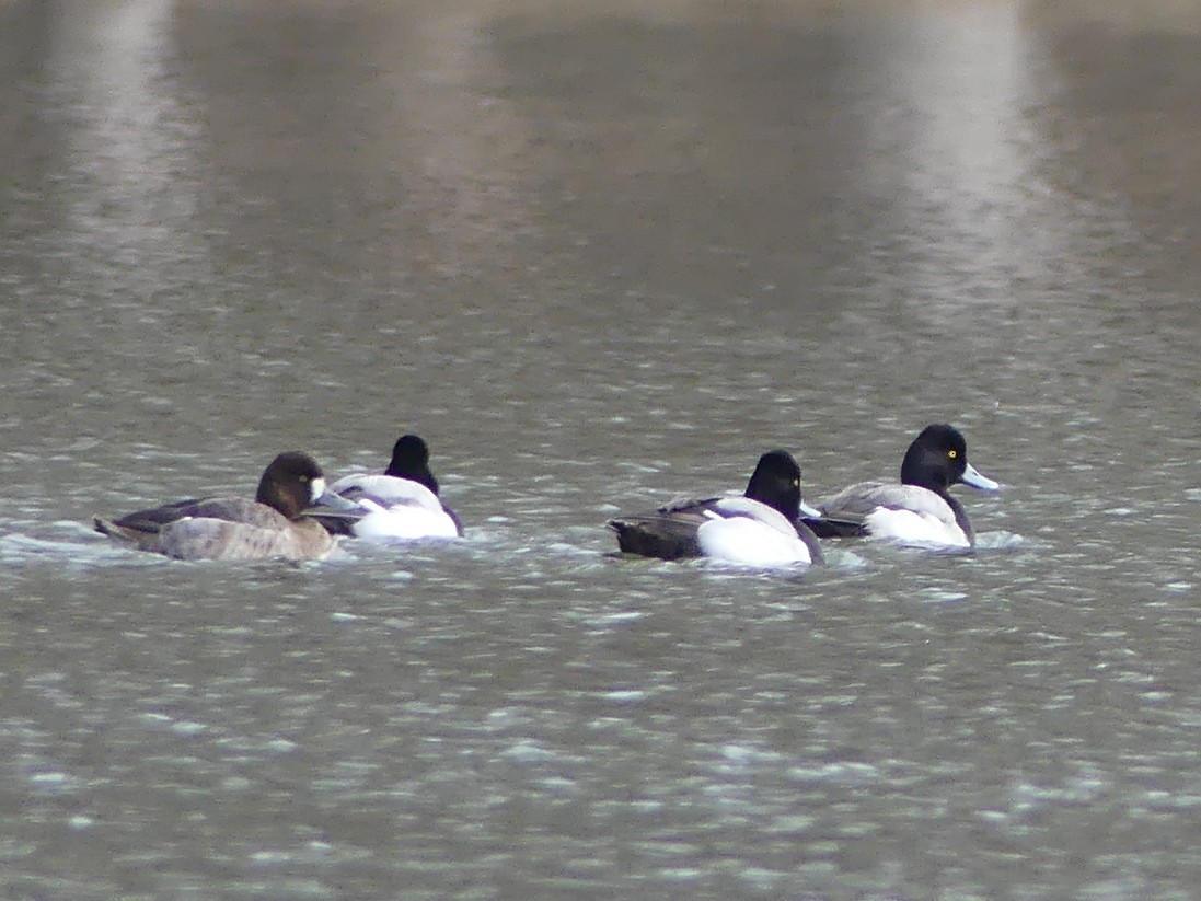 Lesser Scaup - Shelley Rutkin