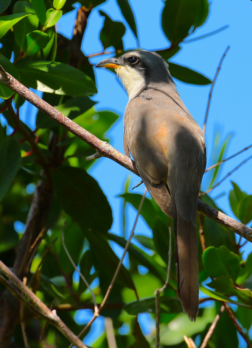 Mangrove Cuckoo - Anonymous