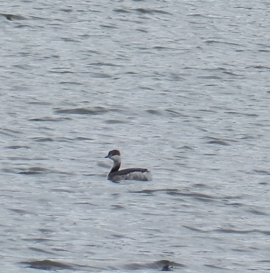 Horned Grebe - ML88385141