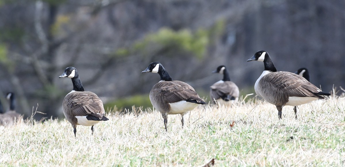 Канад галуу - ML88385371