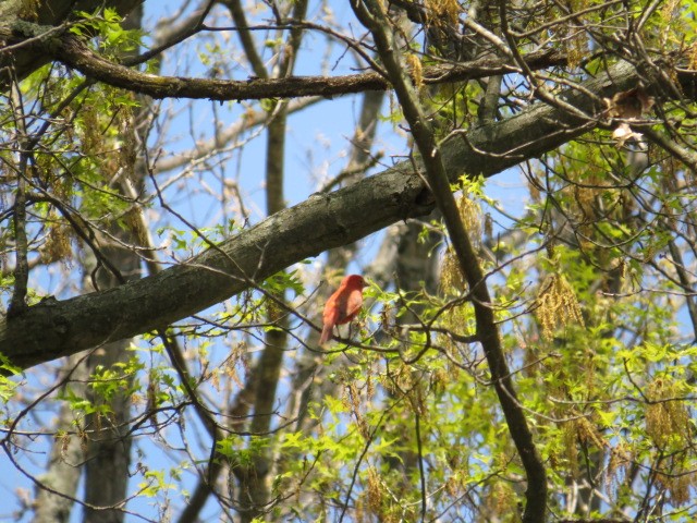 Summer Tanager - ML88387141