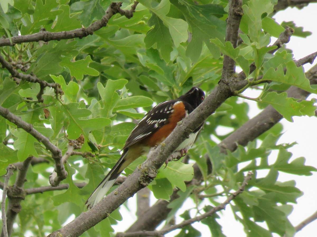 Spotted x Eastern Towhee (hybrid) - ML88387951