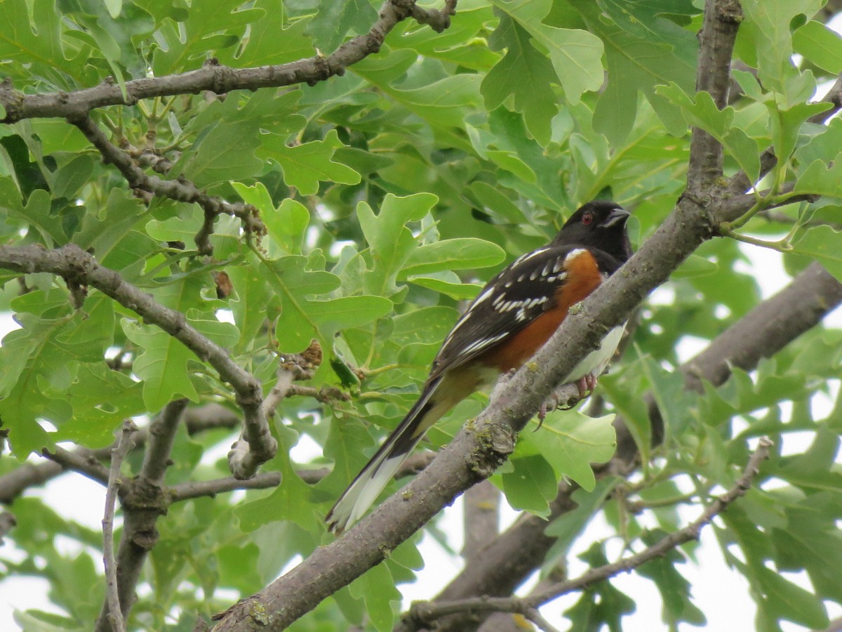 Spotted x Eastern Towhee (hybrid) - ML88387971