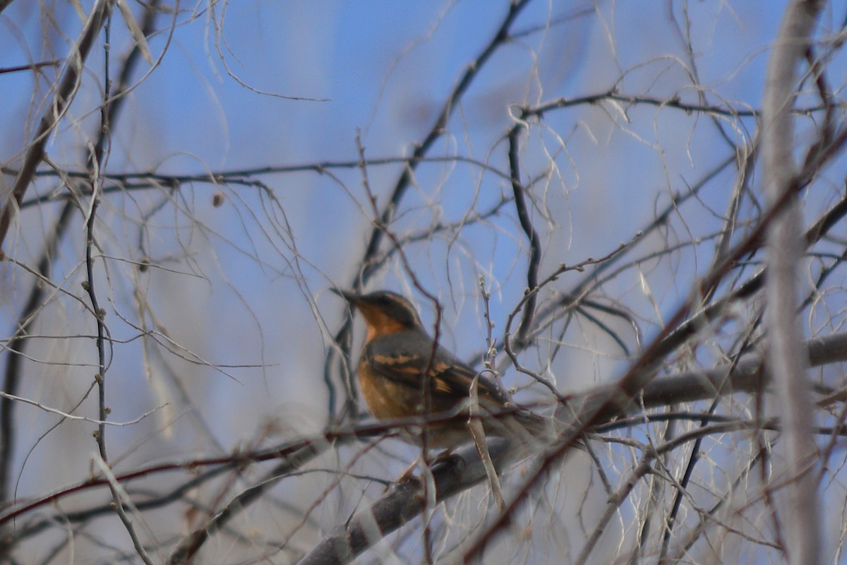 Varied Thrush - ML88388441