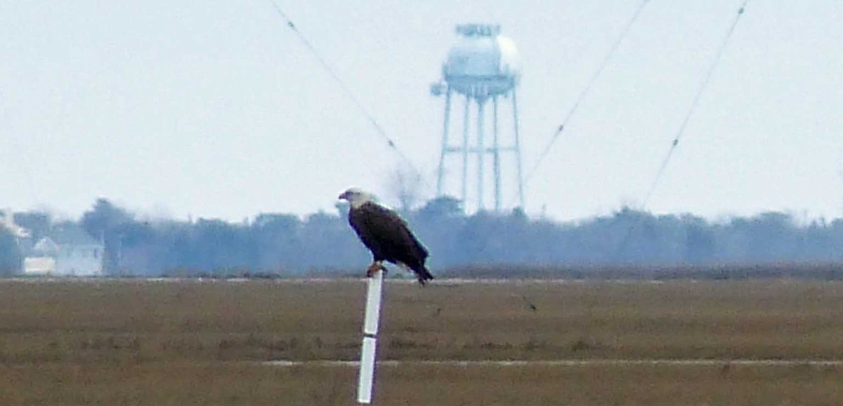 Bald Eagle - Larry Zirlin
