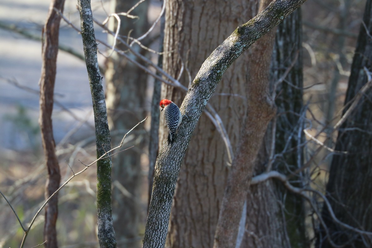 Red-bellied Woodpecker - ML88391491