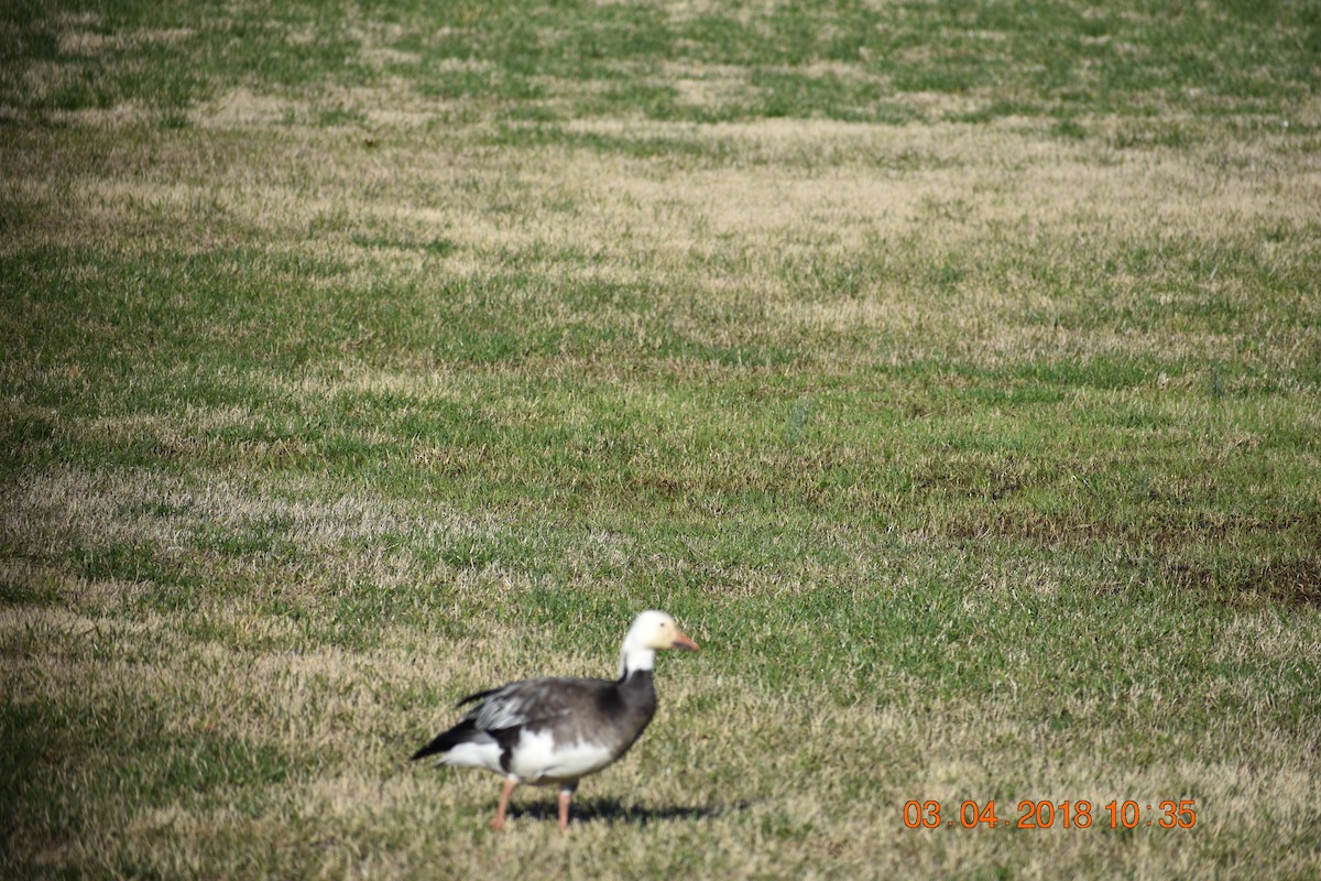 Snow Goose - ML88391721