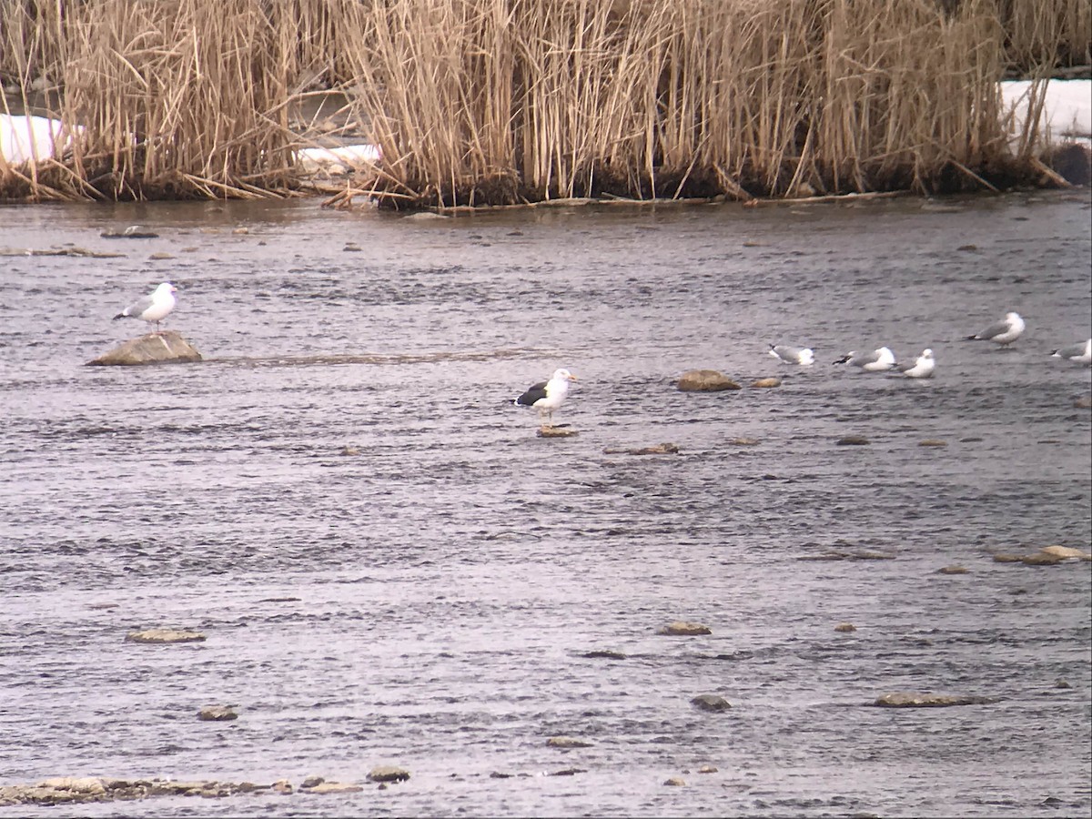 Lesser Black-backed Gull - ML88392021