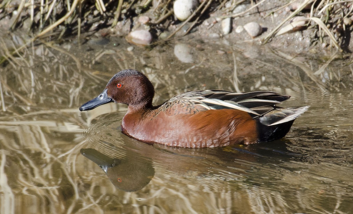 Cinnamon Teal - ML88392261