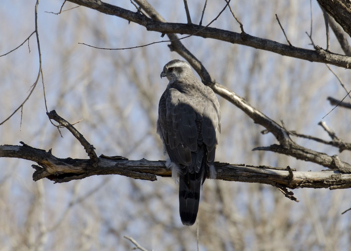 American Goshawk - ML88392381