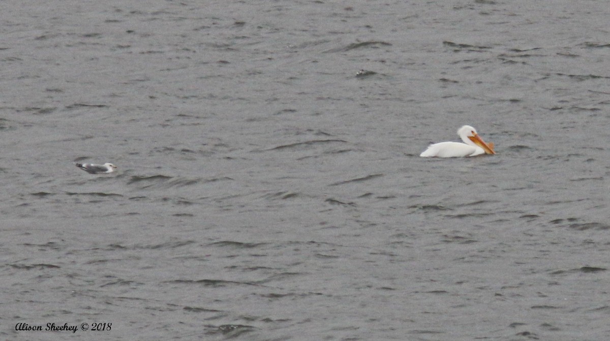 American White Pelican - ML88392861