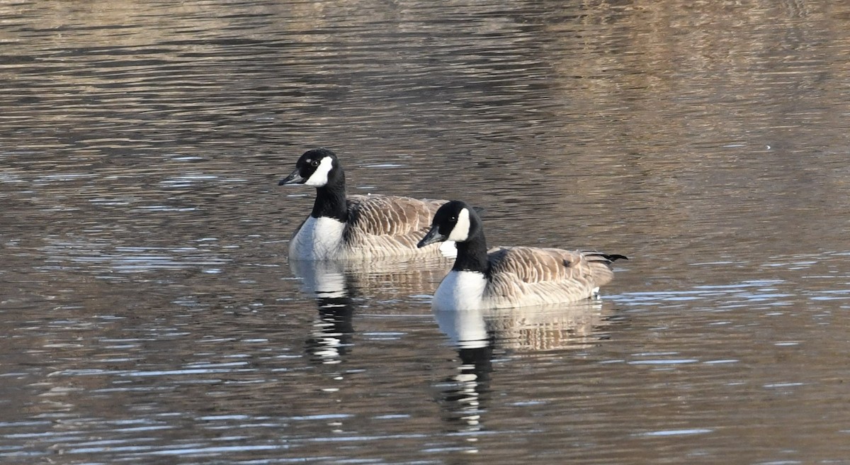 Canada Goose - ML88393351